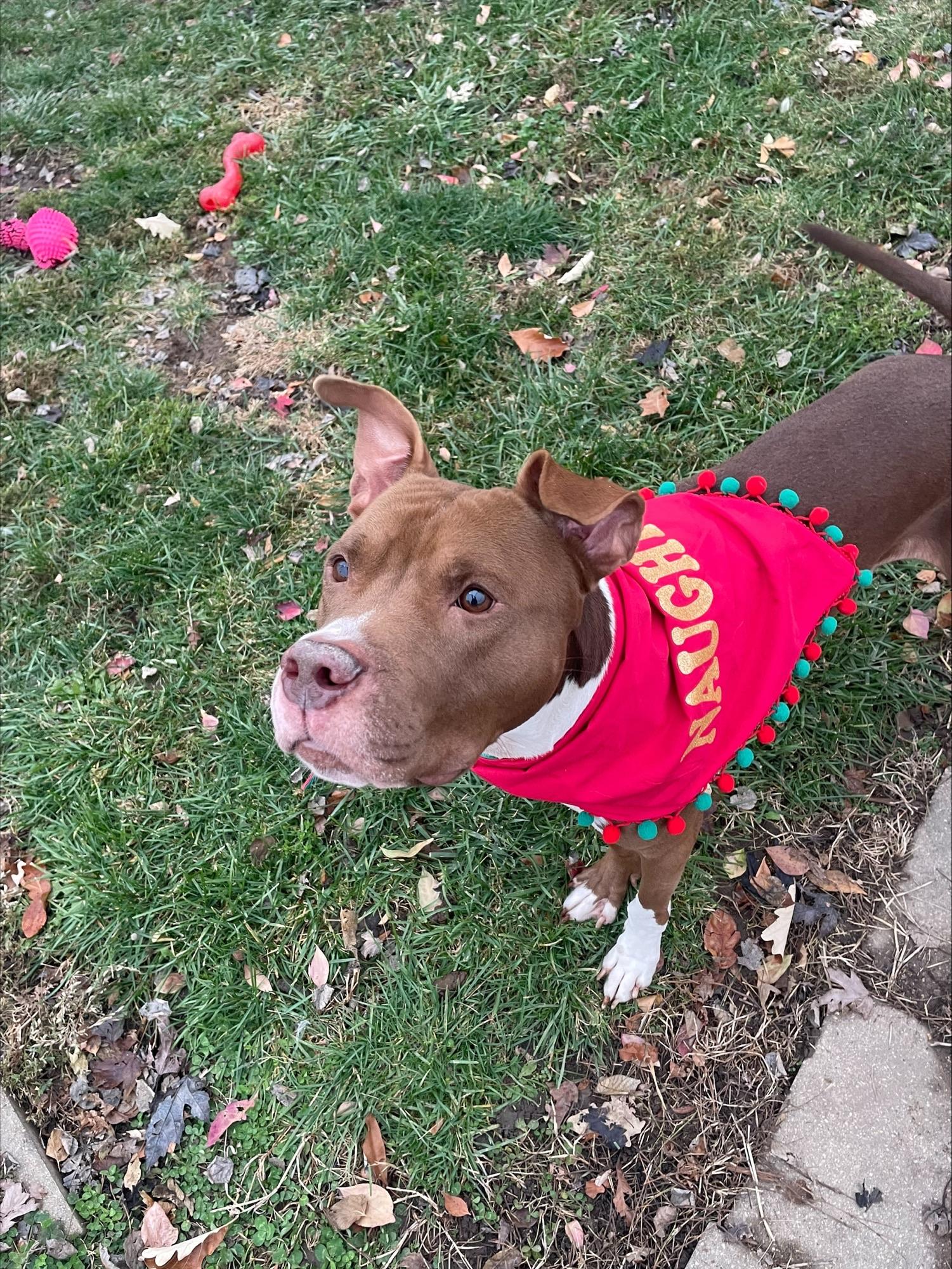 Enlarge Leo, an adopted mixed breed in Yorkville, IL image 2/4