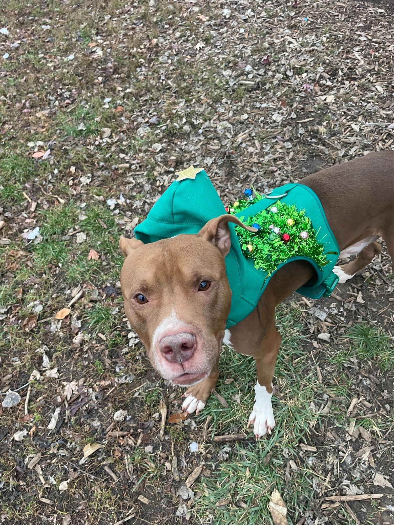 Enlarge Leo, an adopted mixed breed in Yorkville, IL image 4/4