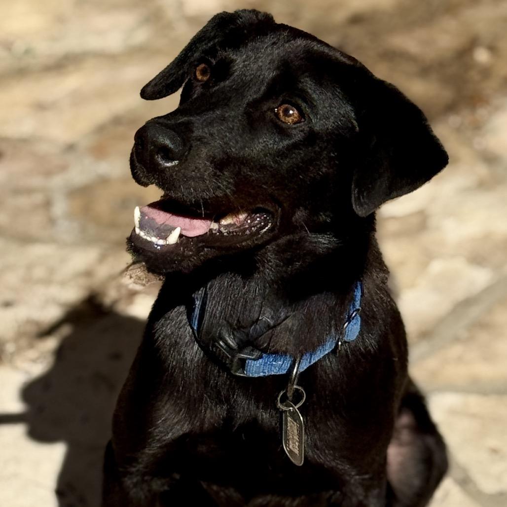 Boomer, Adoptable, Young Male Black Labrador Retriever.