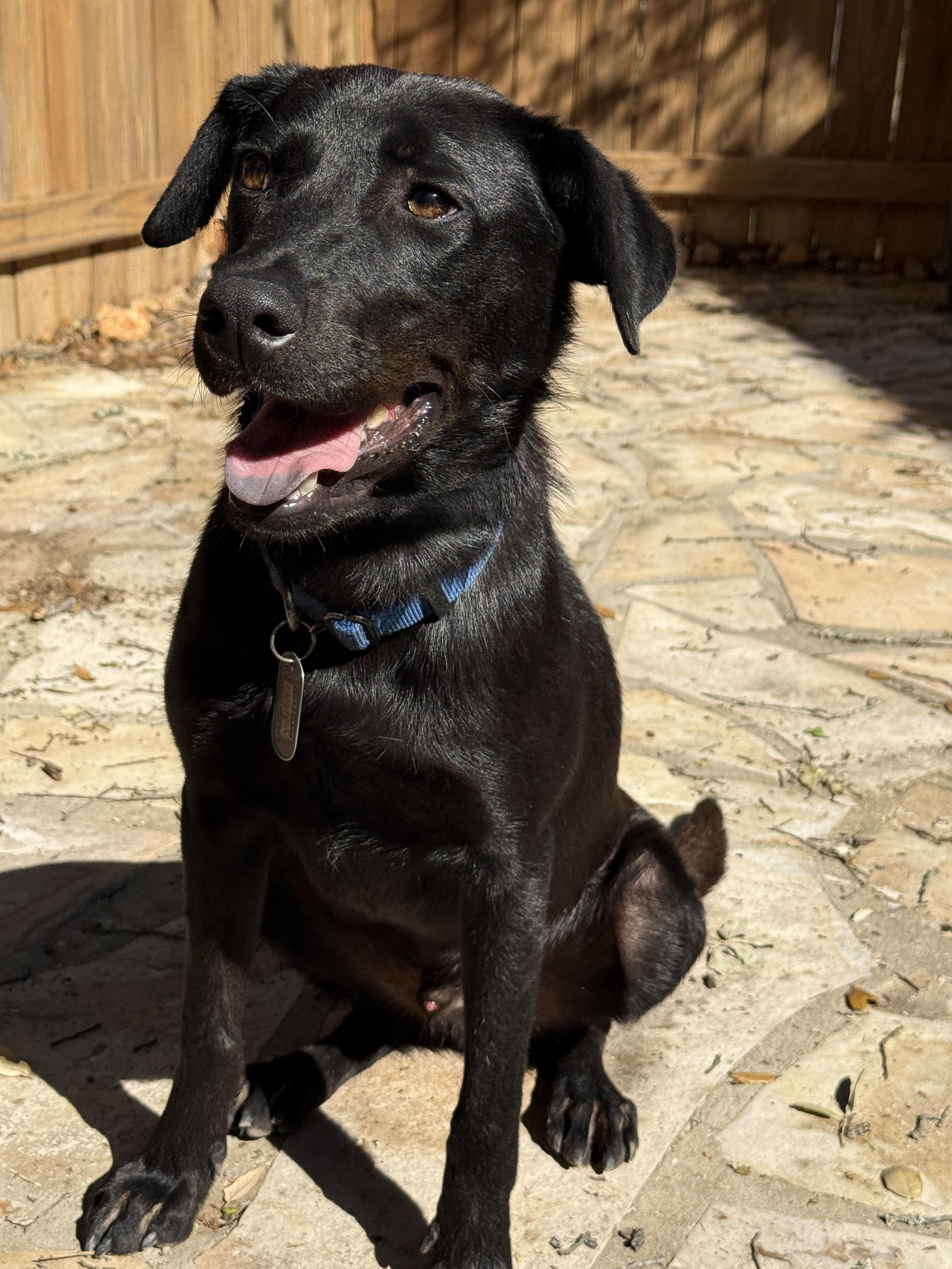 Boomer, a Adoptable mixed breed in Austin, TX image 4/6