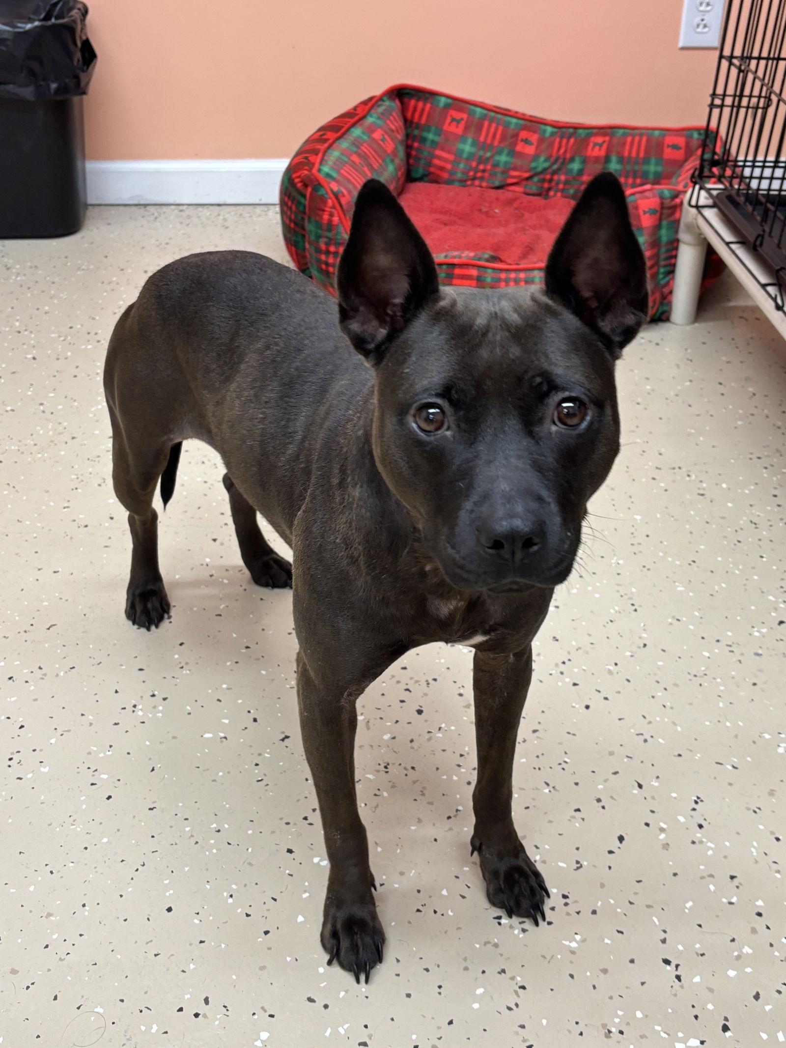 Enlarge Jolene, a Adoptable mixed breed in York, SC image 1/3