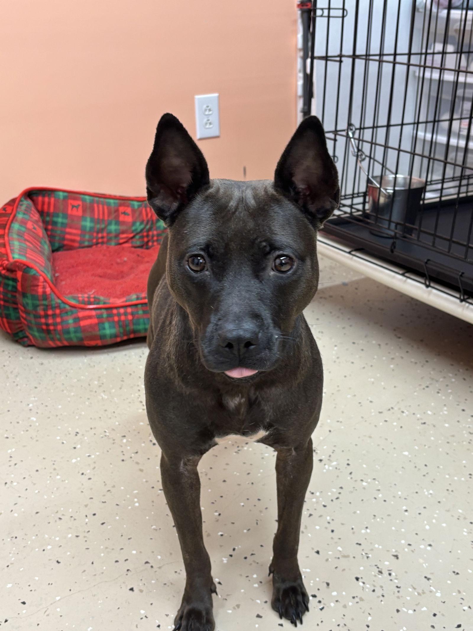 Enlarge Jolene, a Adoptable mixed breed in York, SC image 2/3