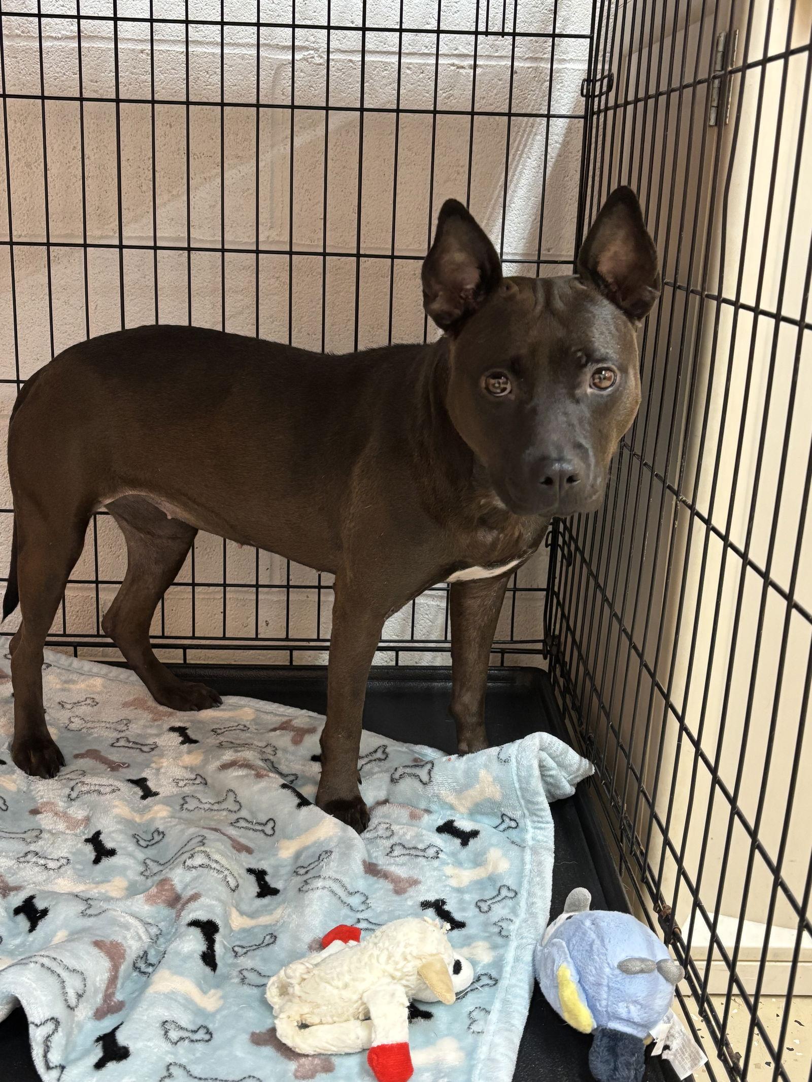 Enlarge Jolene, a Adoptable mixed breed in York, SC image 3/3