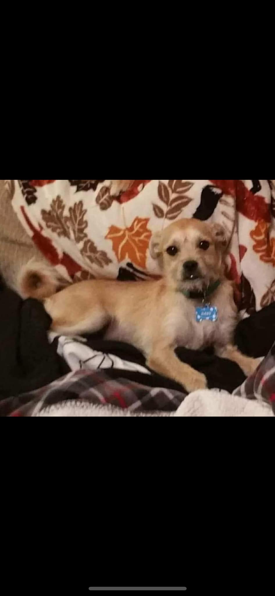 Danny, Adopted, Adult Female Poodle.