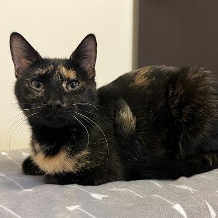 Pants, Adoptable, Young Female Domestic Short Hair.
