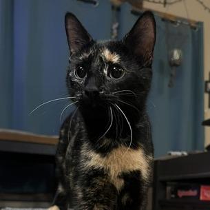 Pants, a Adoptable Domestic Short Hair in Chaska, MN image 2/6