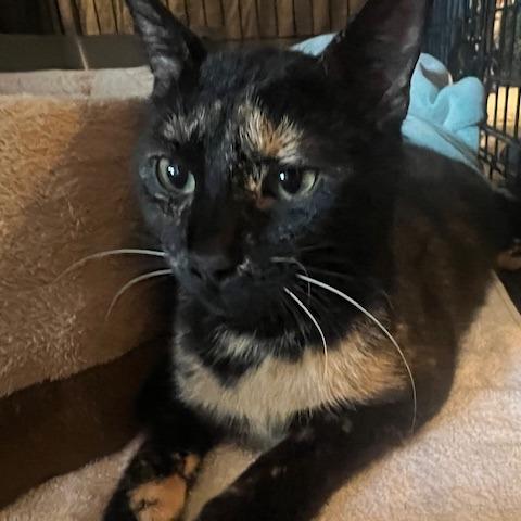 Pants, a Adoptable Domestic Short Hair in Chaska, MN image 3/6