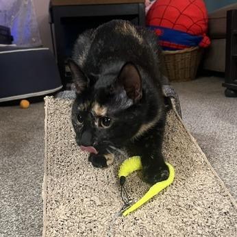 Pants, a Adoptable Domestic Short Hair in Chaska, MN image 4/6