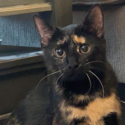 Pants, a Adoptable Domestic Short Hair in Chaska, MN image 5/6