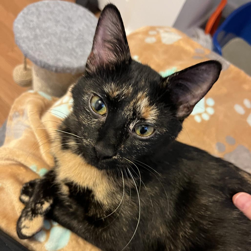 Pants, a Adoptable Domestic Short Hair in Chaska, MN image 6/6