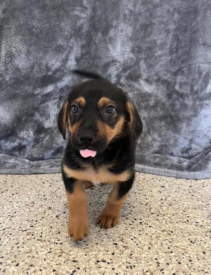 Kendi, ADOPTABLE, Young Female Beagle.