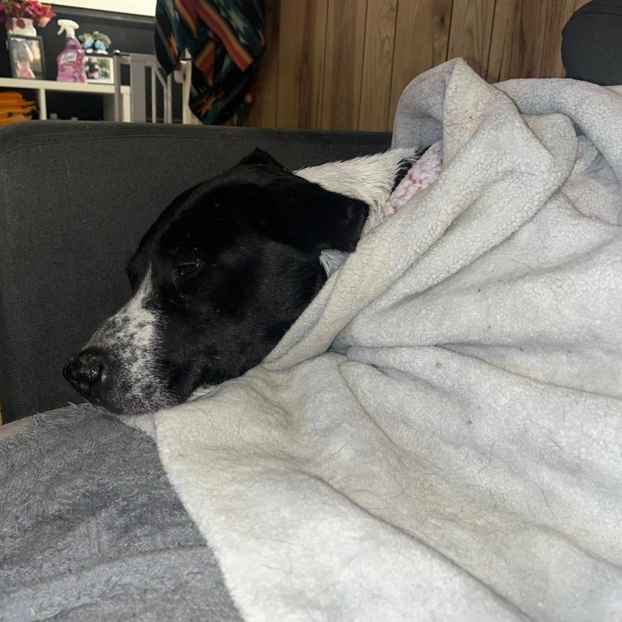 Enlarge Lulu , a ADOPTABLE Mixed Breed in Martinsville, VA image 4/6