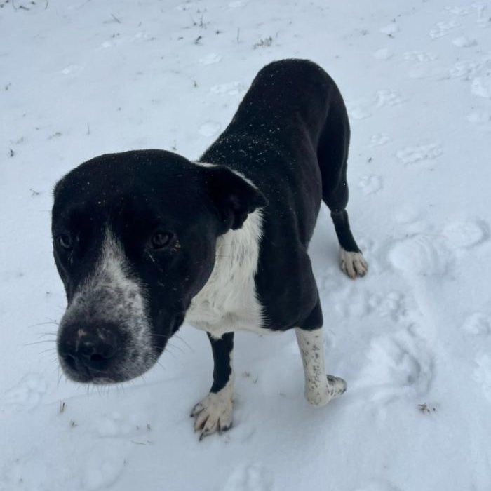 Enlarge Lulu , a ADOPTABLE Mixed Breed in Martinsville, VA image 3/6