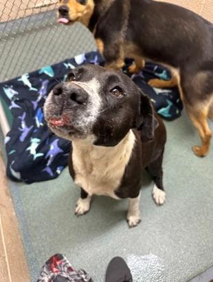 Enlarge Lulu , a ADOPTABLE Mixed Breed in Martinsville, VA image 6/6