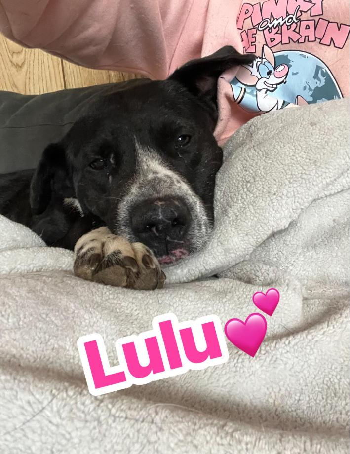 Enlarge Lulu , a ADOPTABLE Mixed Breed in Martinsville, VA image 1/6