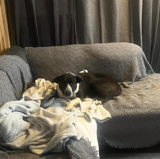 Enlarge Lulu , a ADOPTABLE Mixed Breed in Martinsville, VA image 5/6