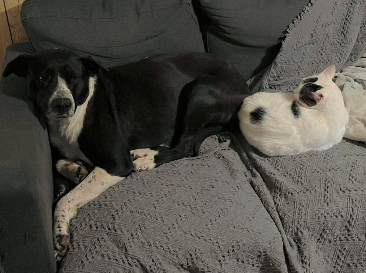 Enlarge Lulu , a ADOPTABLE Mixed Breed in Martinsville, VA image 2/6