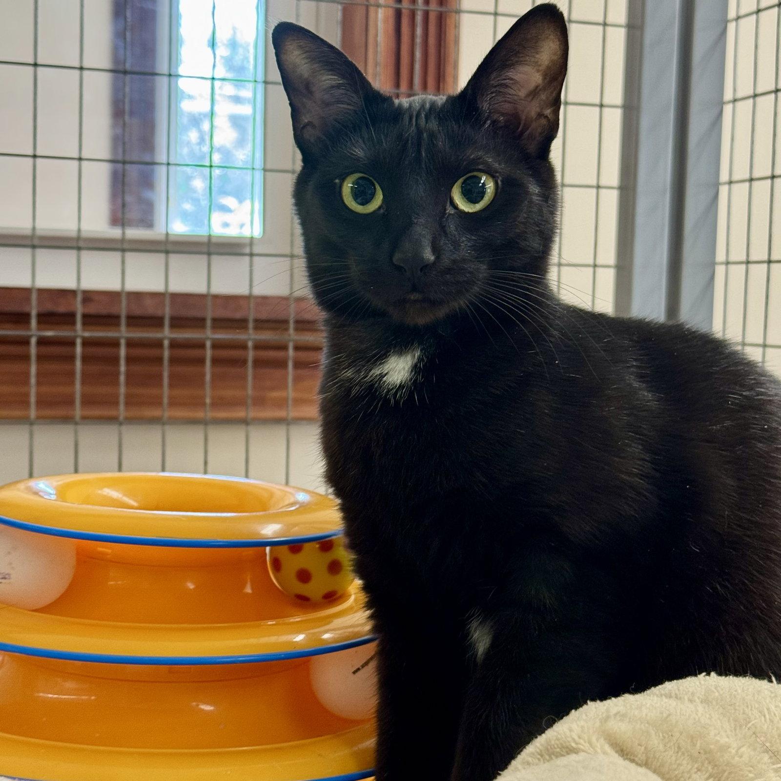 Nina, Adoptable, Adult Female Domestic Short Hair.