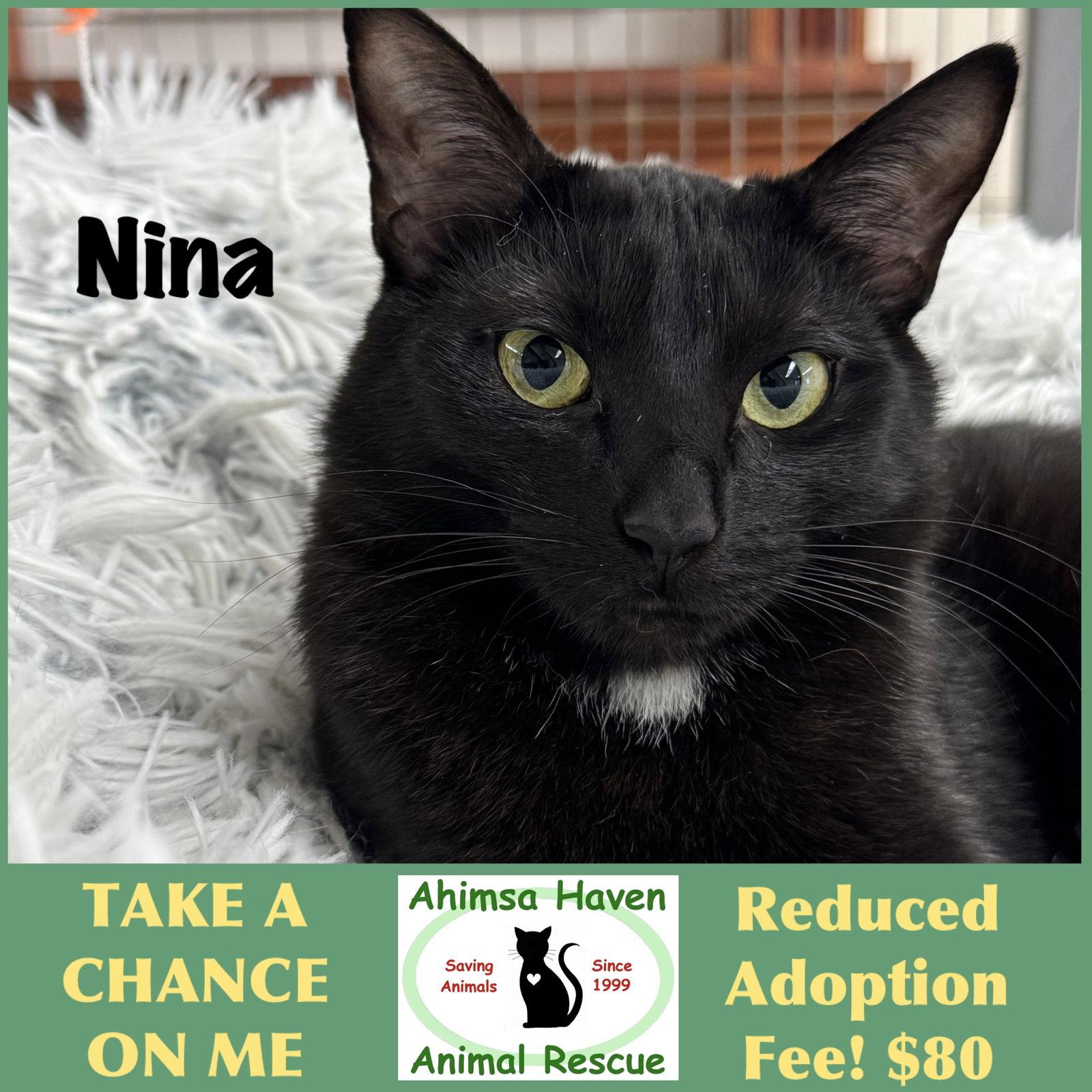 Enlarge Nina, a Adoptable Domestic Short Hair in Winchendon, MA image 2/2