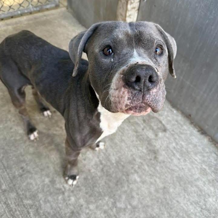 Enlarge Cinder ~ Coming Soon!!!, a Adoptable Pit Bull Terrier in Chicago, IL image 1/6