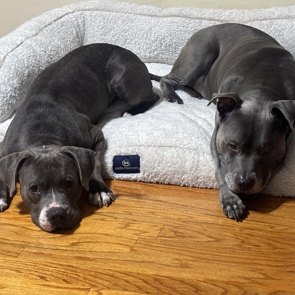 Cinder, Adoptable, Young Male Pit Bull Terrier.