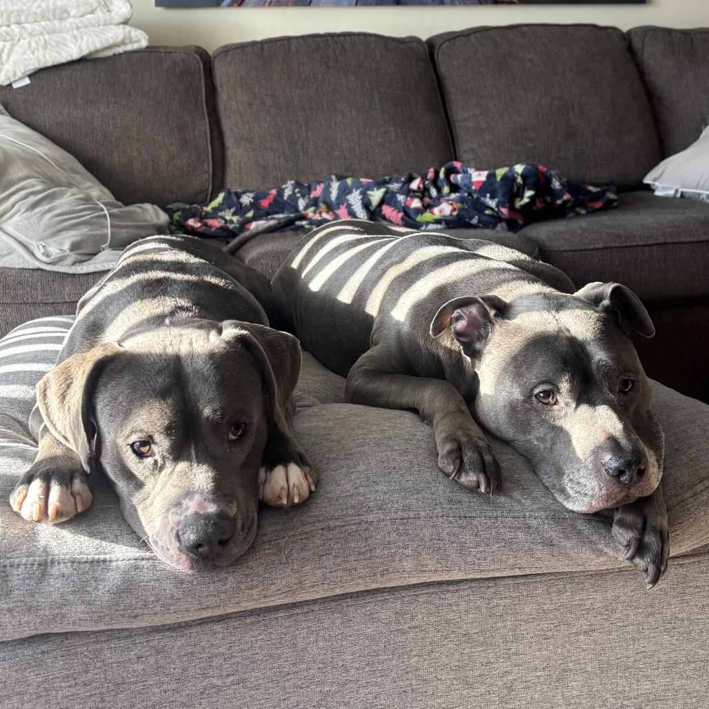 Enlarge Cinder, a Adoptable Pit Bull Terrier in Chicago, IL image 3/6