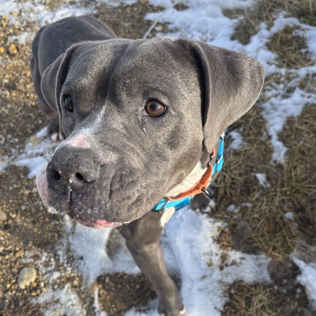 Enlarge Cinder ~ Coming Soon!!!, a Adoptable Pit Bull Terrier in Chicago, IL image 2/6