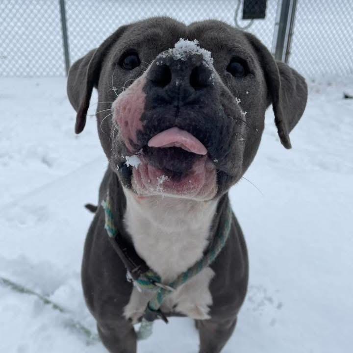 Enlarge Cinder ~ Coming Soon!!!, a Adoptable Pit Bull Terrier in Chicago, IL image 3/6