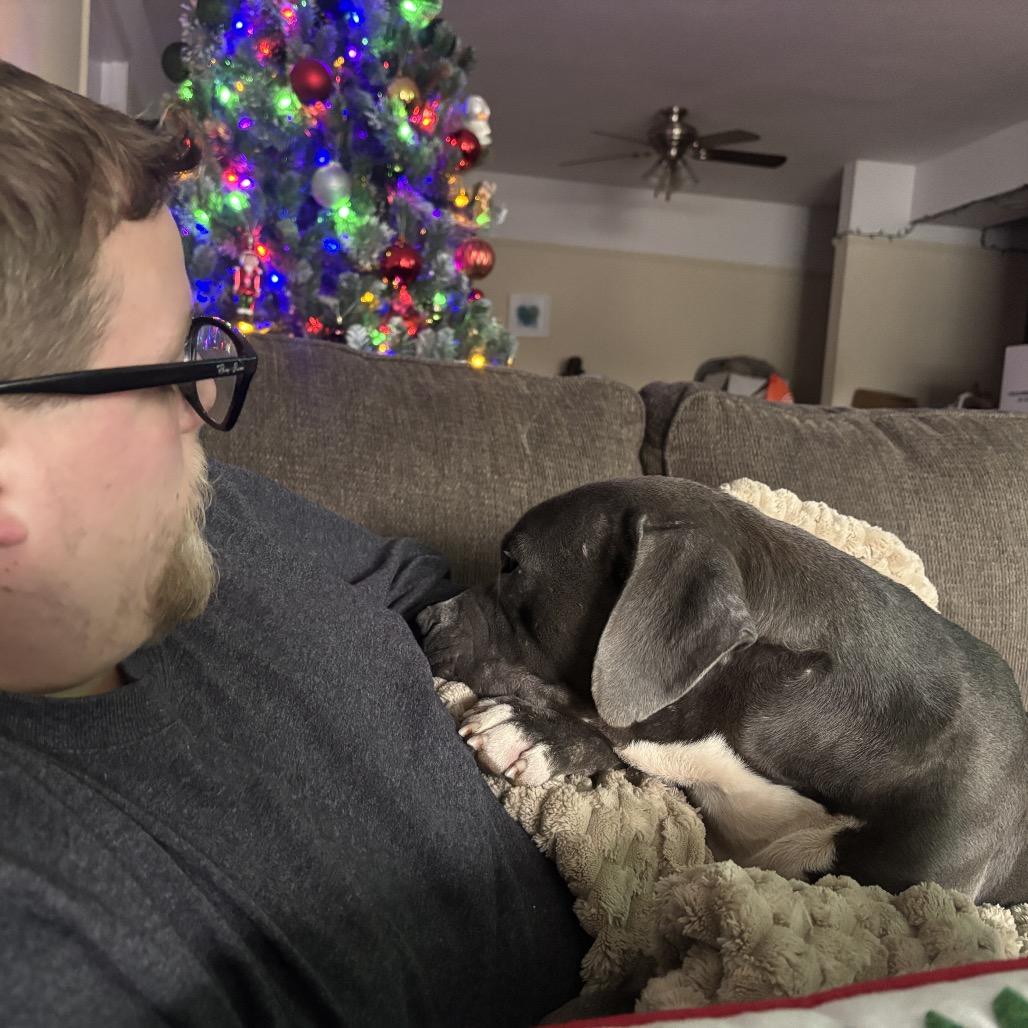 Enlarge Cinder, a Adoptable Pit Bull Terrier in Chicago, IL image 4/6