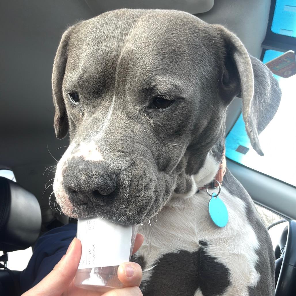 Enlarge Cinder, a Adoptable Pit Bull Terrier in Chicago, IL image 5/6