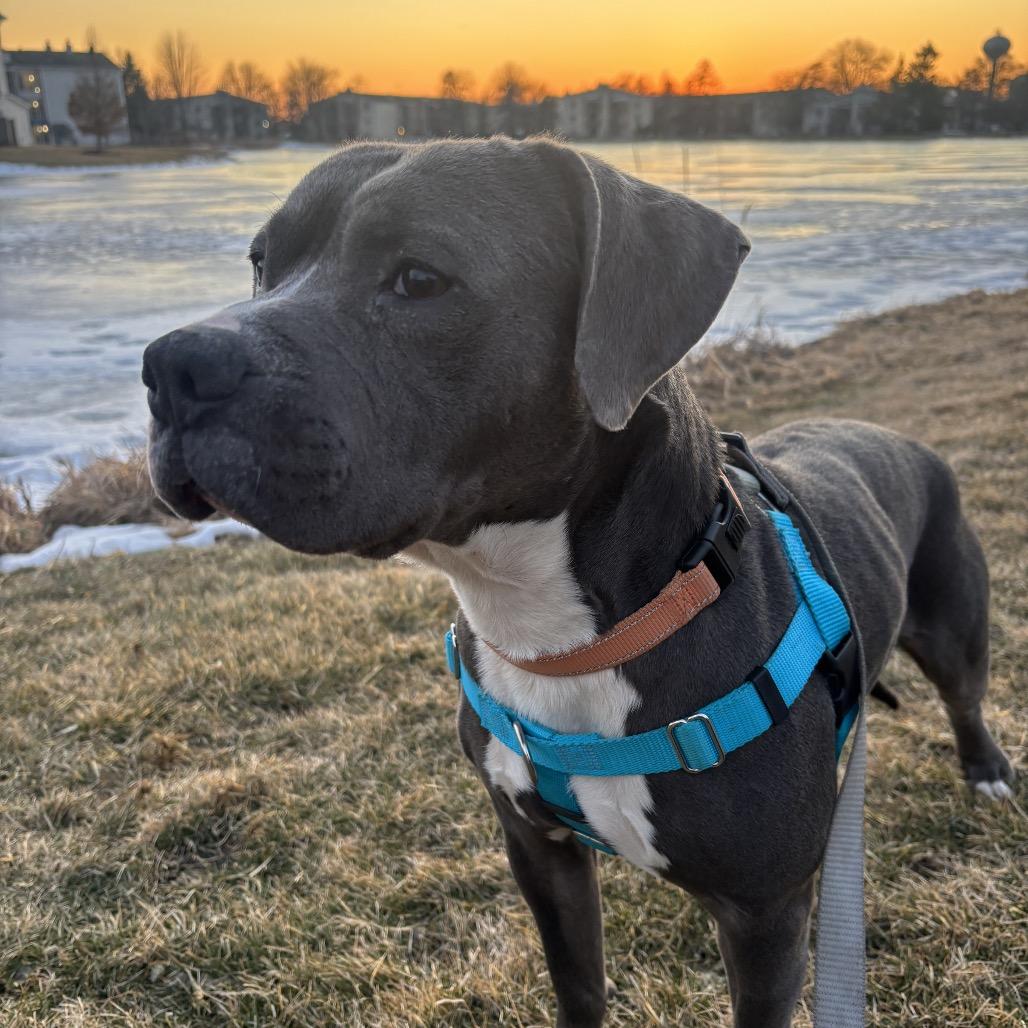 Enlarge Cinder, a Adoptable Pit Bull Terrier in Chicago, IL image 6/6