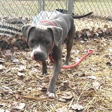 Enlarge Cinder ~ Coming Soon!!!, a Adoptable Pit Bull Terrier in Chicago, IL image 4/6