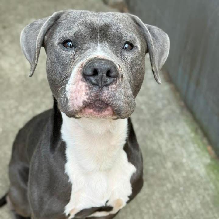 Enlarge Cinder ~ Coming Soon!!!, a Adoptable Pit Bull Terrier in Chicago, IL image 5/6