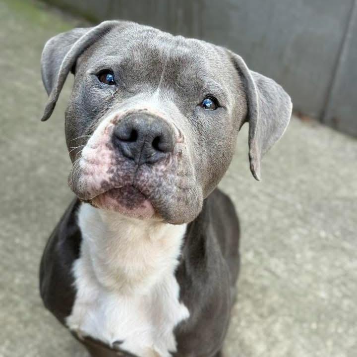 Enlarge Cinder ~ Coming Soon!!!, a Adoptable Pit Bull Terrier in Chicago, IL image 6/6