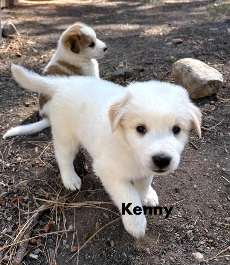 Kenny, Adoptable, Puppy Male Australian Cattle Dog / Blue Heeler.