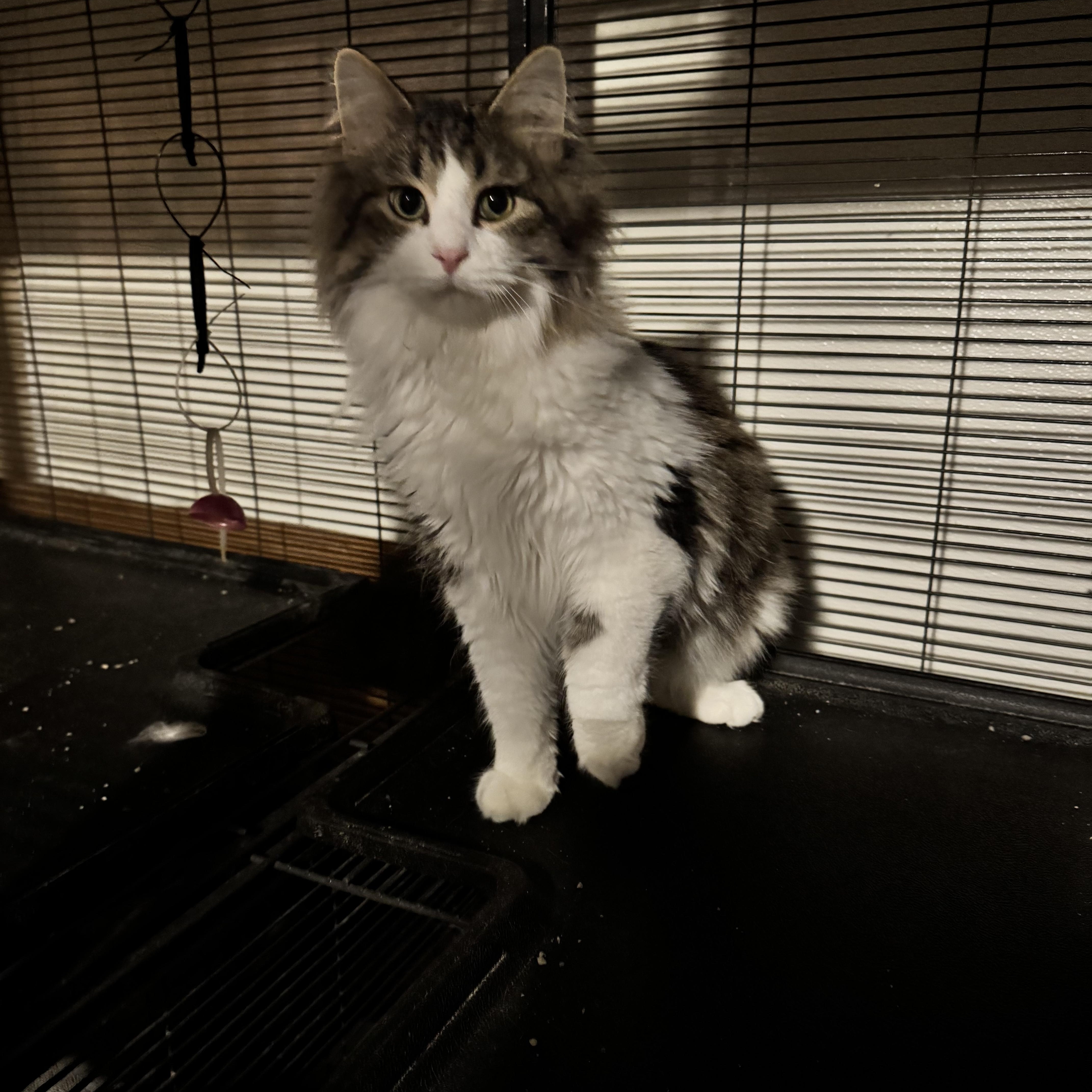 JJ, Adopted, Young Male Maine Coon & Domestic Long Hair.