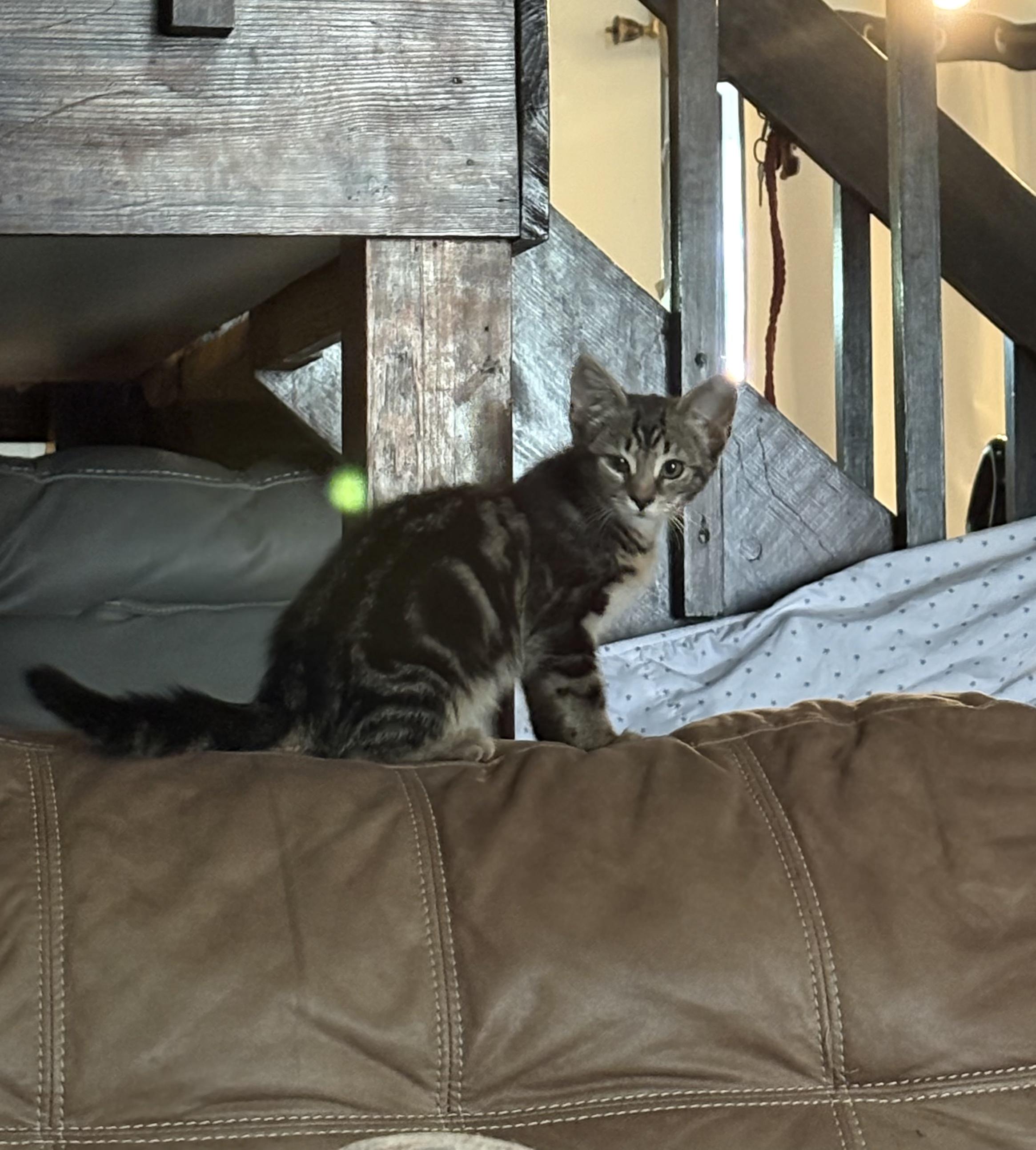 Enlarge Olive Oil, a Adoptable Domestic Short Hair in Galloway, NJ image 1/3