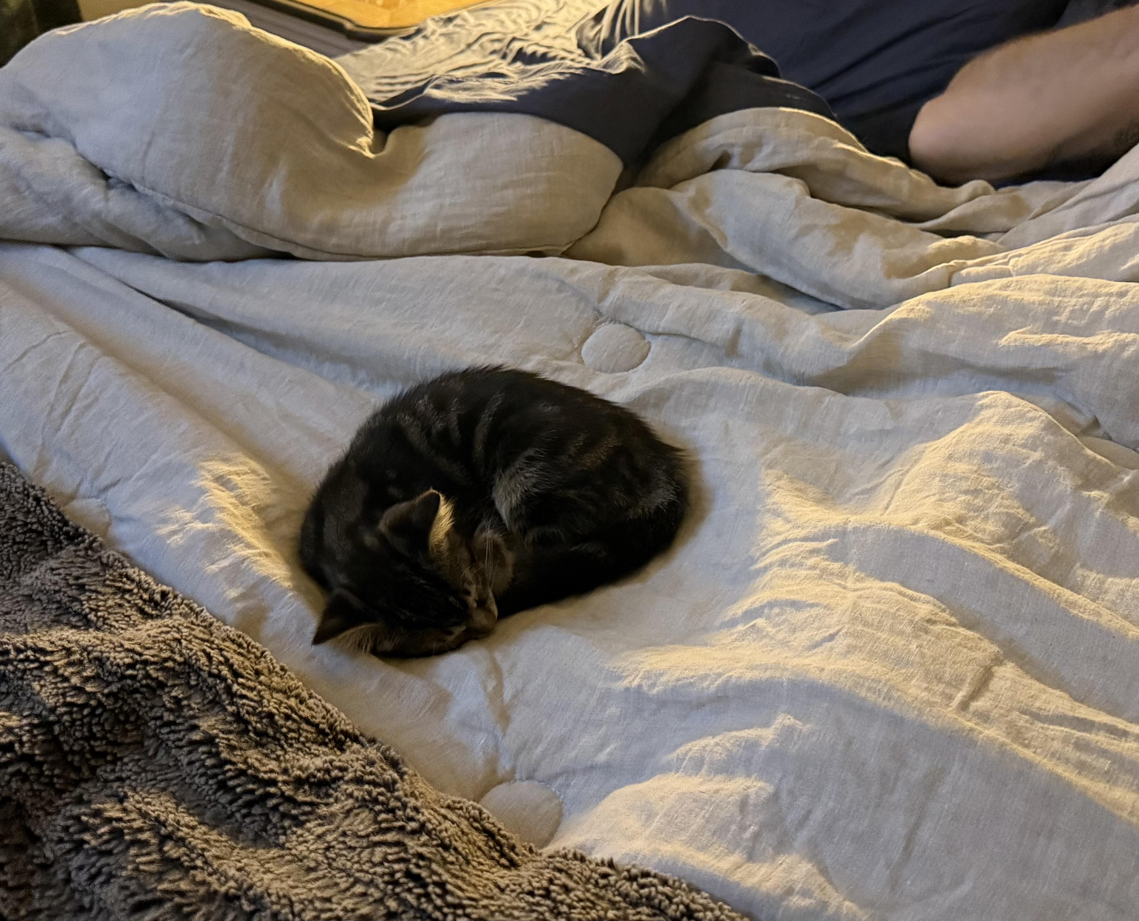 Olive Oil, Adoptable, Kitten Female Domestic Short Hair.