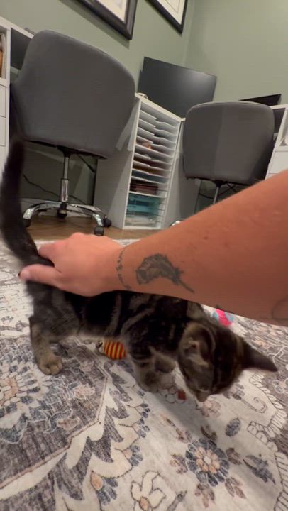 Enlarge Olive Oil, a Adoptable Domestic Short Hair in Galloway, NJ video 3/3