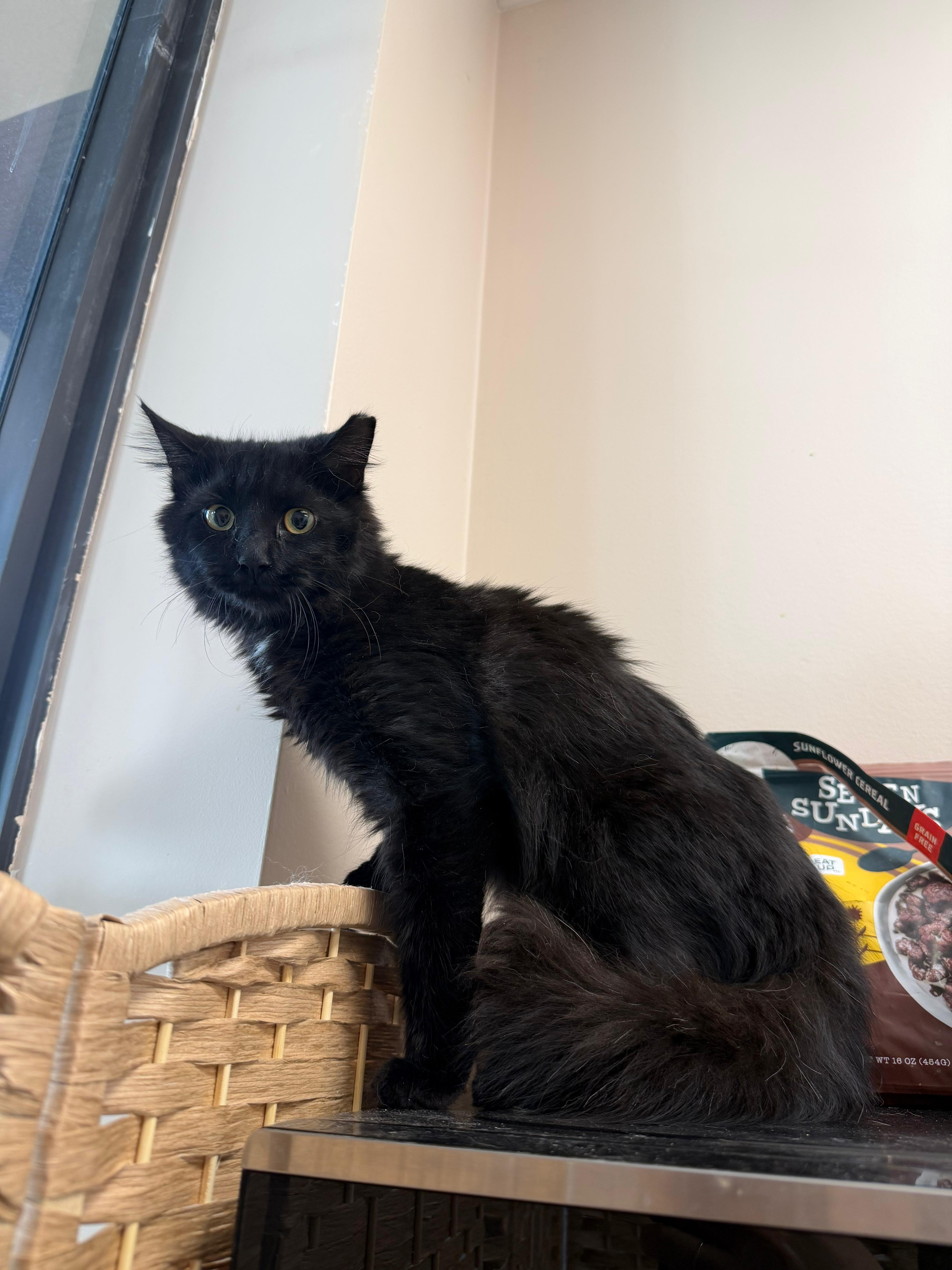 Amaris, ADOPTABLE, Young Female Domestic Long Hair.