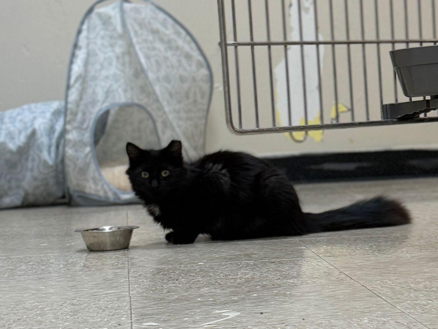 Amaris, ADOPTABLE, Young Female Domestic Long Hair.