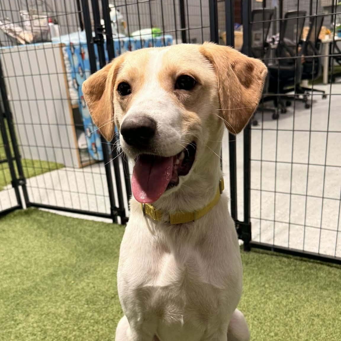 Enlarge Sally Lynn, a ADOPTABLE mixed breed in Racine, WI image 2/4