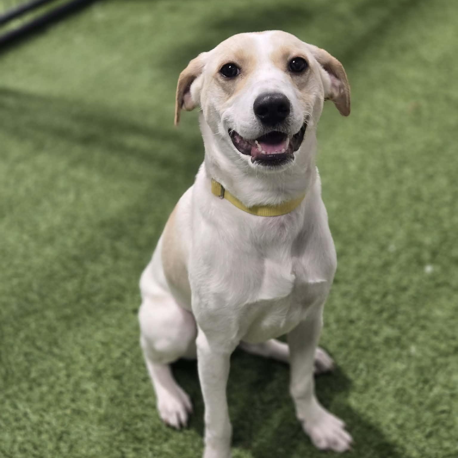 Sally Lynn, ADOPTABLE, Young Female Terrier.