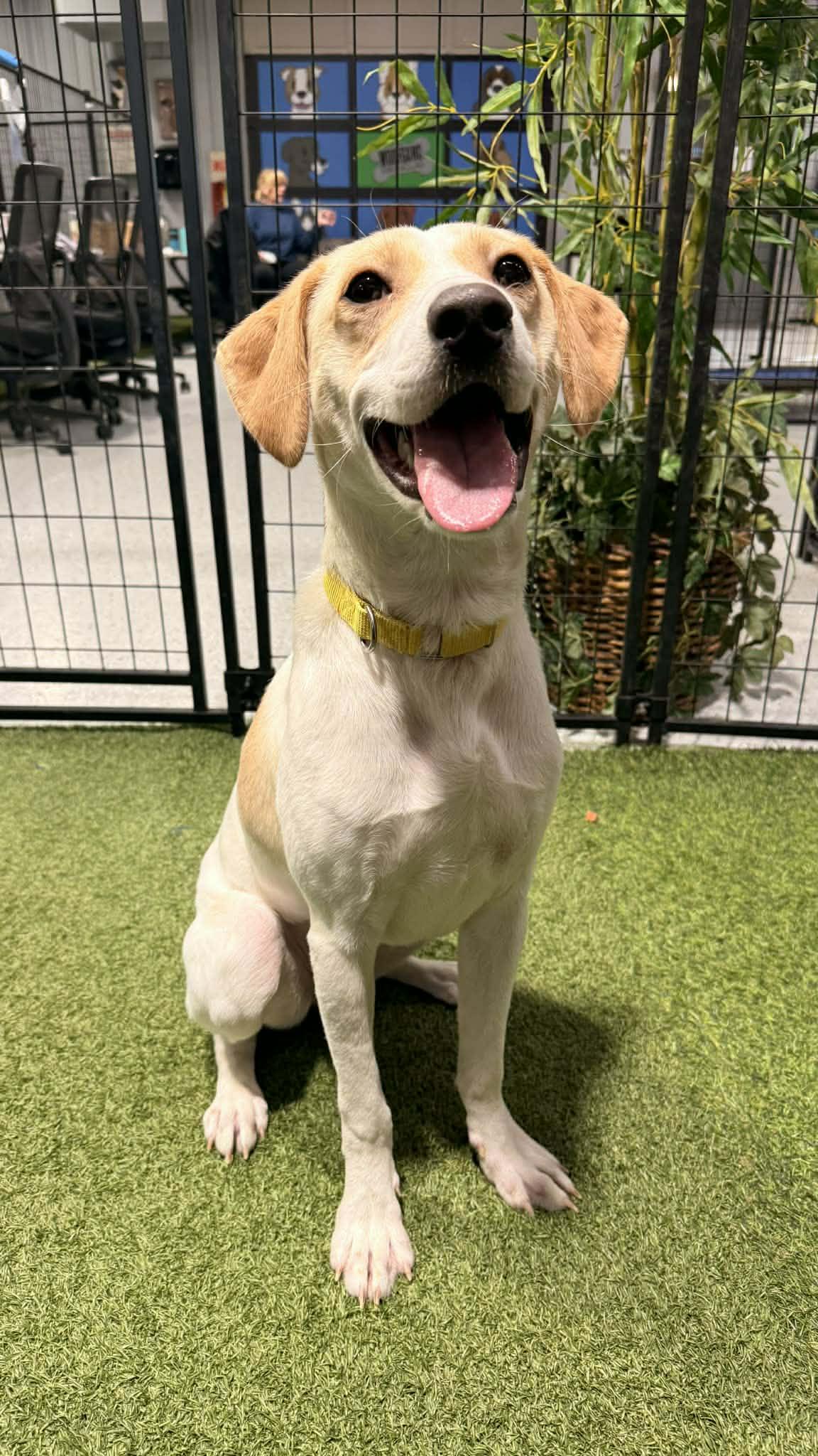 Enlarge Sally Lynn, a ADOPTABLE mixed breed in Racine, WI image 3/4