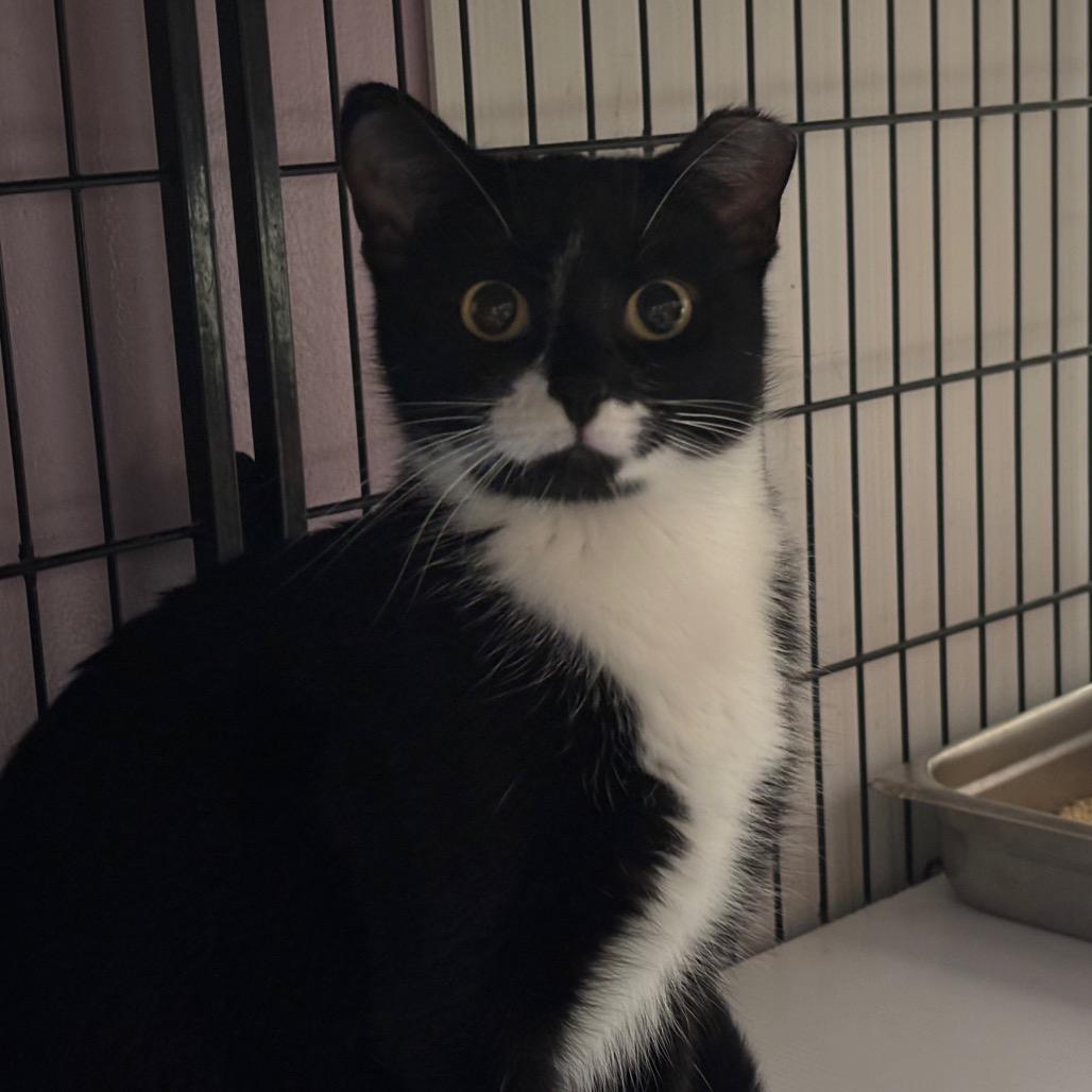 Hybrid Theory, Adoptable, Adult Female Domestic Short Hair.