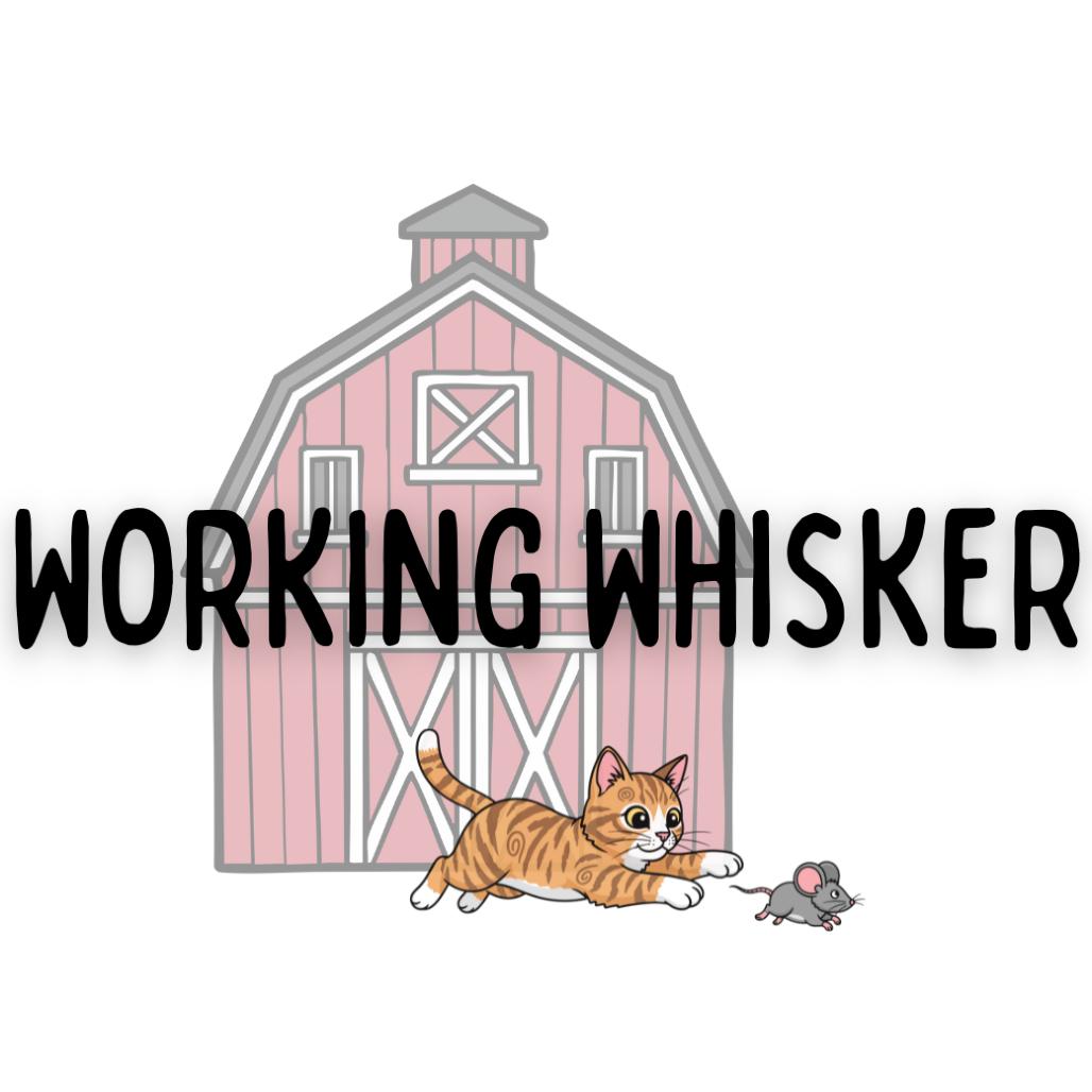Enlarge Hybrid Theory, a Adoptable Domestic Short Hair in Davenport, IA image 2/2
