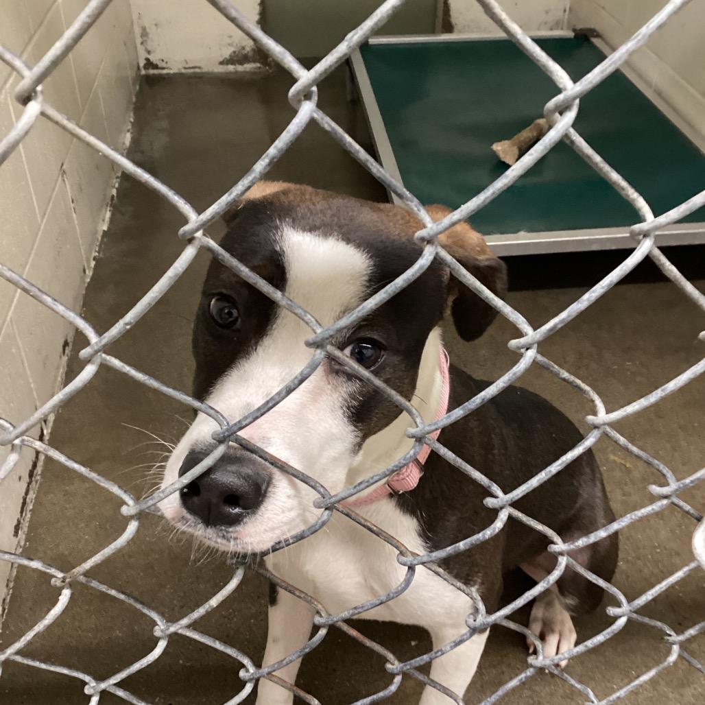 Maxie, Adoptable, Young Female Pit Bull Terrier & Mixed Breed.