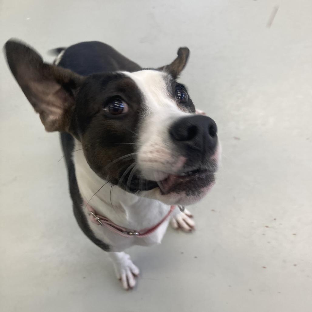 Enlarge Maxie, a Adoptable mixed breed in Pittsford, VT image 2/2