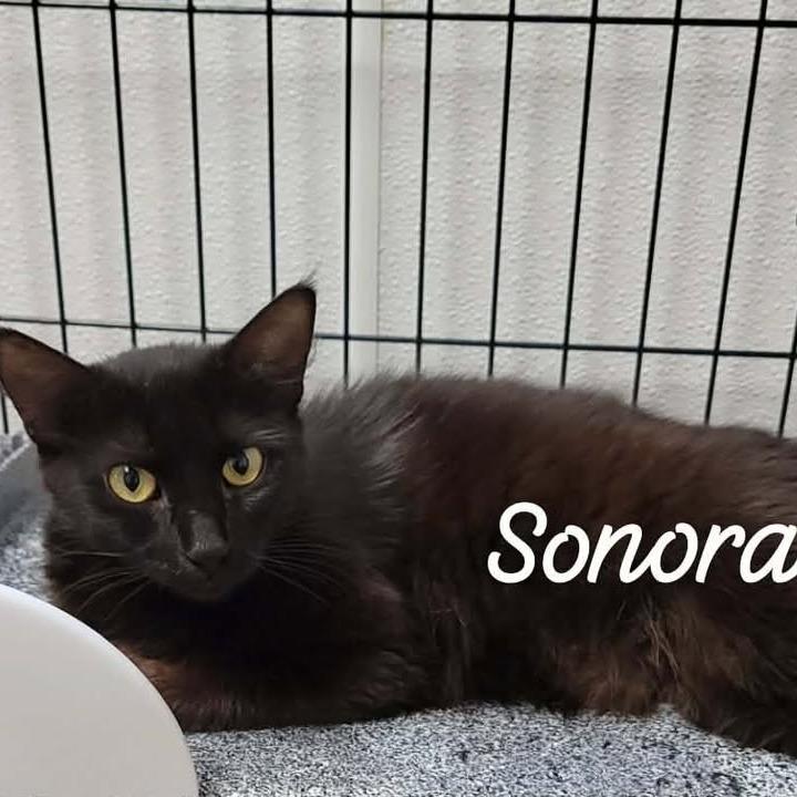 Sonora, Adoptable, Young Female Domestic Medium Hair.