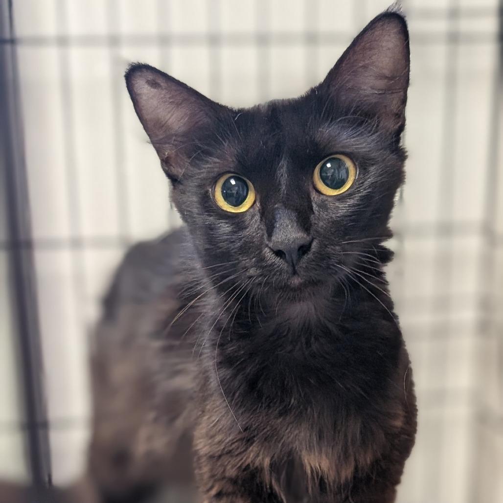 Sonora, a Adoptable Domestic Medium Hair in Buchanan Dam, TX image 2/2